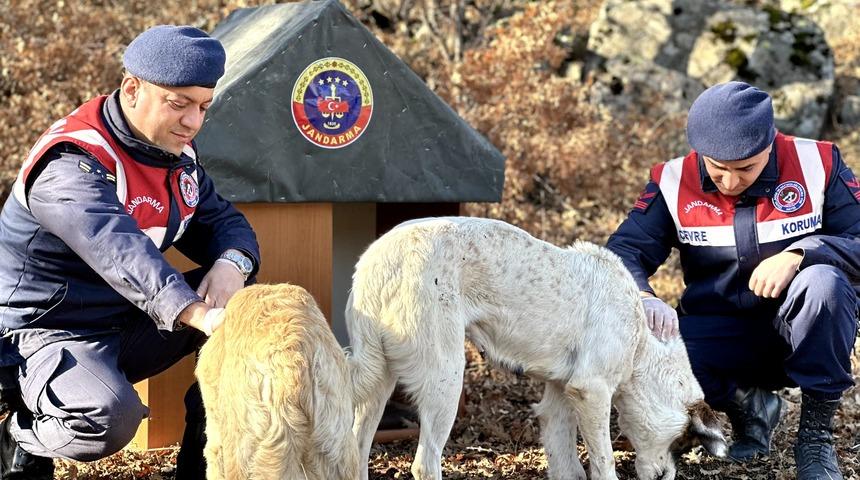 Aksaray'da jandarma ekipleri, sahipsiz hayvanlar için kulübe yaptı