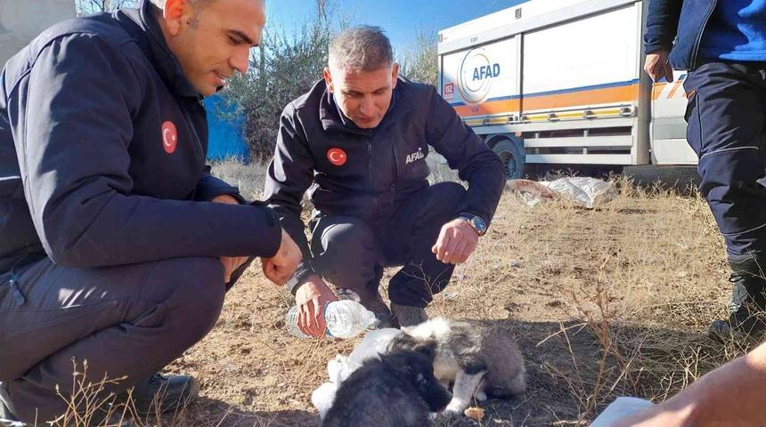 Van’da 20 metrelik kuyuya atılan 2 yavru köpek AFAD ekipleri tarafından kurtarıldı