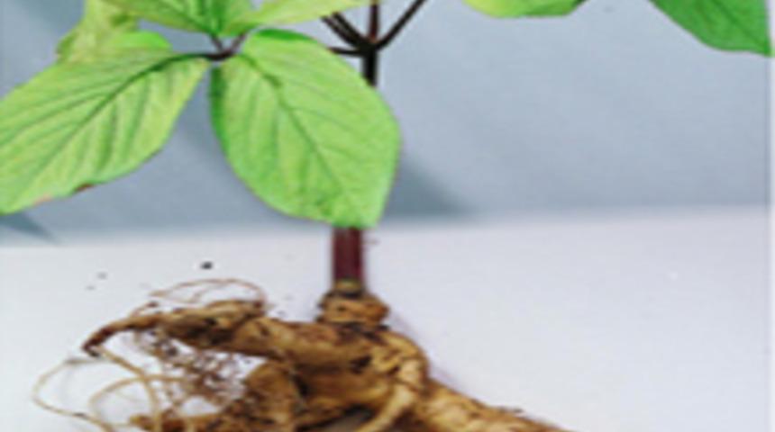 Mucize İle Tanışalım