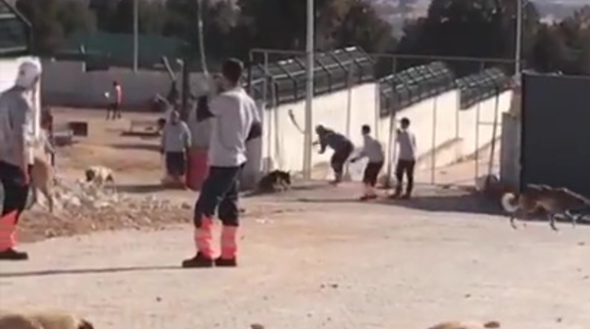 Köpeği kürekle vura vura öldürmüşlerdi! 6’şar yıl hapis istenen iddianame kabul edildi