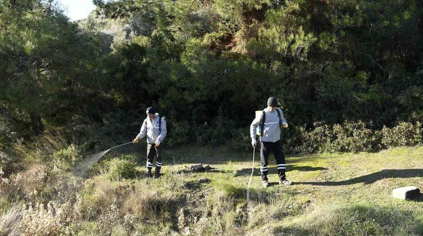 Kuşadası Belediyesi parazitlere karşı savaş açtı