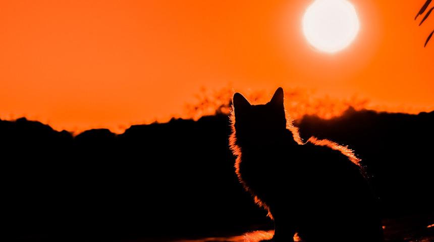 Filmlere konu olacak olay! 2012'de kaybolan kedi 10 yıl sonra ortaya çıktı