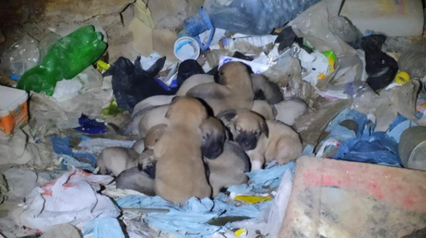 Eskişehir’de vicdanları sızlatan görüntü! Hepsini çuvala koyup ağızlarını bağlamışlar