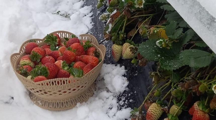Yaylada kar altında çilek hasadı