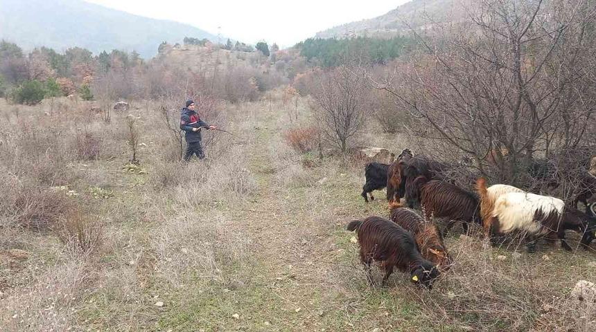Kaybolan 70 k&uuml;&ccedil;&uuml;kbaş hayvan jandarma ekiplerince bulundu