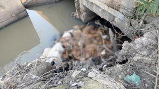 Çuvallara doldurulmuş halde bulundular, büyük panik yarattı! Yılbaşı öncesinde 'eşek eti' skandalı: Vatandaşlarımız almasın