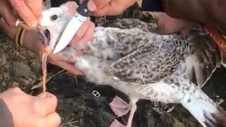 Çaresizce yardım bekliyordu! Ağzına ip takılan martının imdadına polisler yetişti