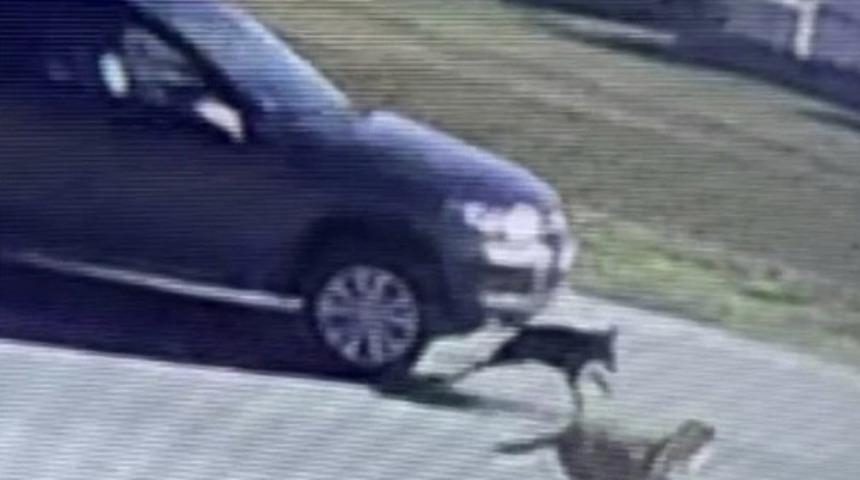 Tuzla'da acımasız sürücü, lüks cipiyle köpeği ezip kaçtı