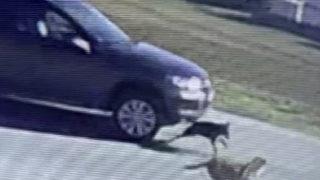 Tuzla'da acımasız sürücü, lüks cipiyle köpeği ezip kaçtı