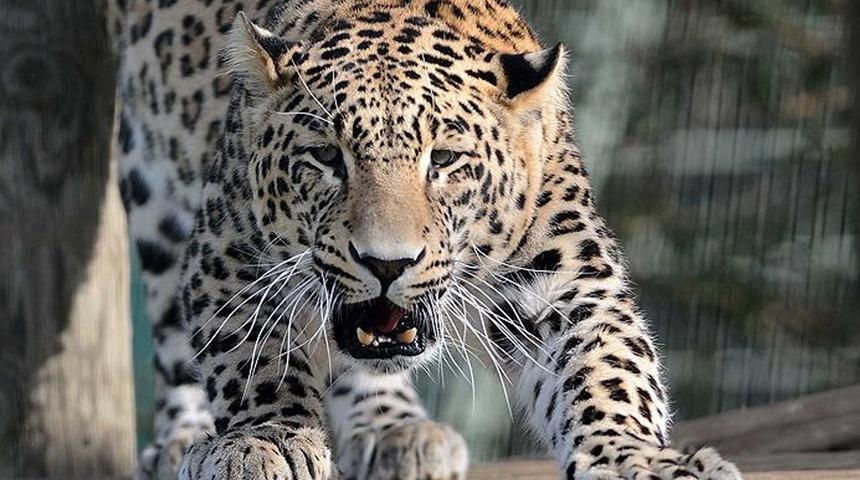 Hindistan bu olayı konuşuyor! Leopar, 7 yaşındaki kızı öldürdü