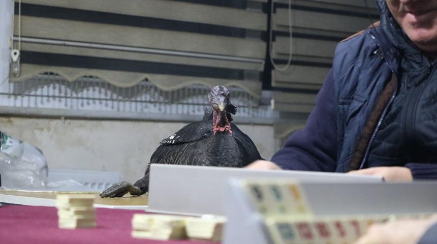 Birinci olana canlı hindi veriliyor! 45 yıldır süren gelenek herkesi şaşırtıyor