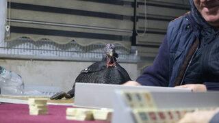 Birinci olana canlı hindi veriliyor! 45 yıldır süren gelenek herkesi şaşırtıyor