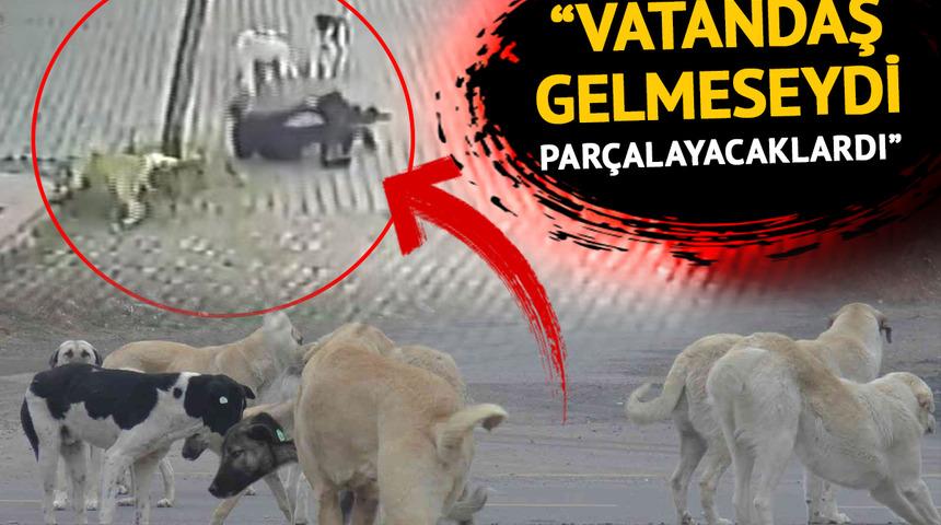 Çocuklar okula gidemiyor, mahalleli değnekle geziyor! 9 köpeğin arasında kalan vatandaşın yaşadığı dehşet anları kamerada