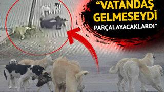 Çocuklar okula gidemiyor, mahalleli değnekle geziyor! 9 köpeğin arasında kalan vatandaşın yaşadığı dehşet anları kamerada