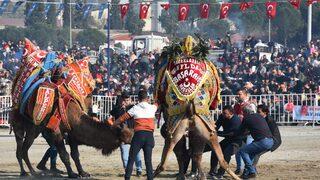 Aydın'da deve güreşi festivali düzenlendi