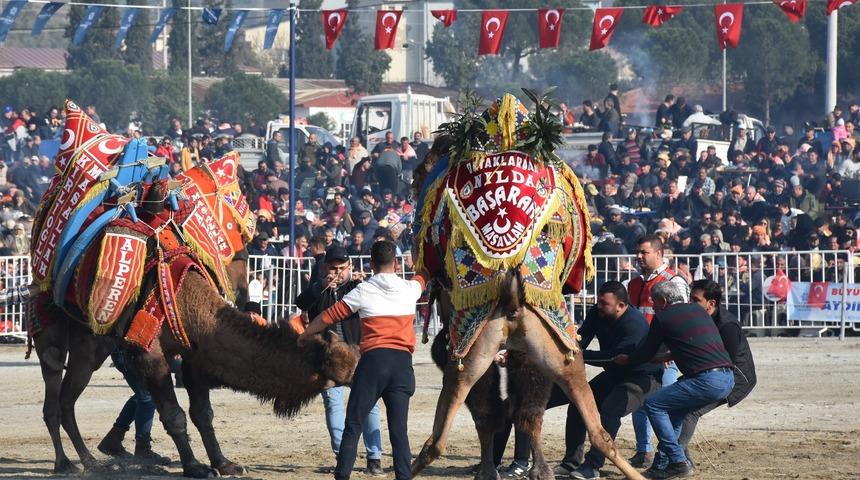 Aydın'da deve güreşi festivali düzenlendi