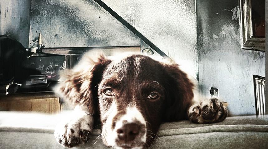 Duy da inanma! Saç kurutma makinesini çalıştıran köpek bir evi ateşe verdi