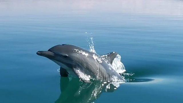 Yunus balığının sürat teknesiyle yarıştığı anlar gülümsetti