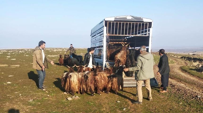 Siverek’te çalınan hayvanlar Diyarbakır’da bulundu