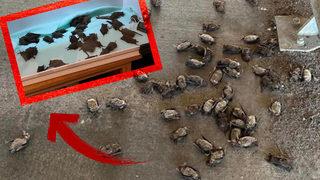 Kıyamet alameti gibi! Amerika’da kar fırtınası nedeniyle gökten yarasa yağdı... Can kaybı her geçen gün artıyor