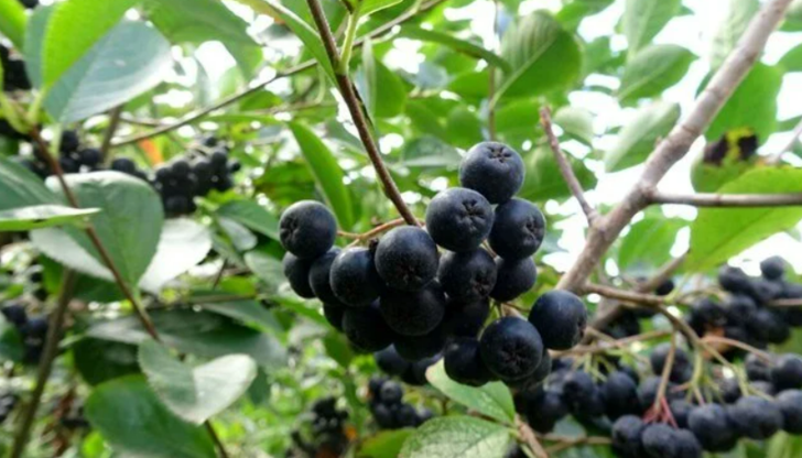 Üzüme benziyor ama değil: Cinsel gücü tavan yaptırıyor! En güçlü antioksidanlardan G1