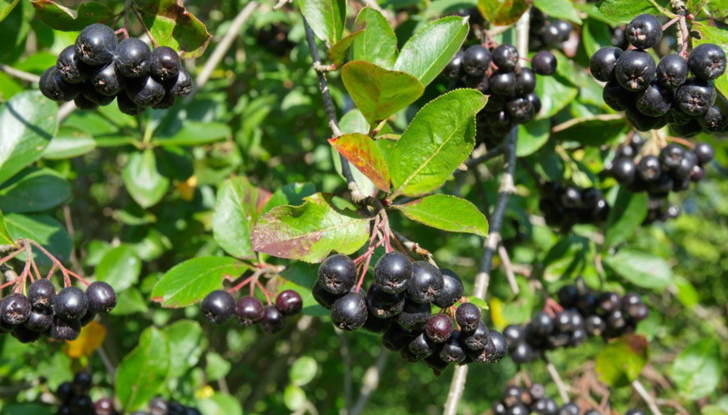 Üzüme benziyor ama değil: Cinsel gücü tavan yaptırıyor! En güçlü antioksidanlardan G2
