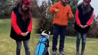 Hande Fırat çektiği videoyla anlattı! Köpek sürüsüyle karşılaşınca ne yapmalı?