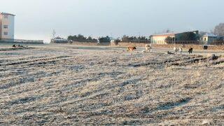 Çıldır’da köpek istilası