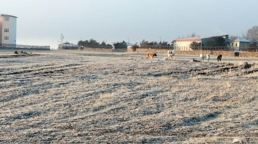 Çıldır’da köpek istilası