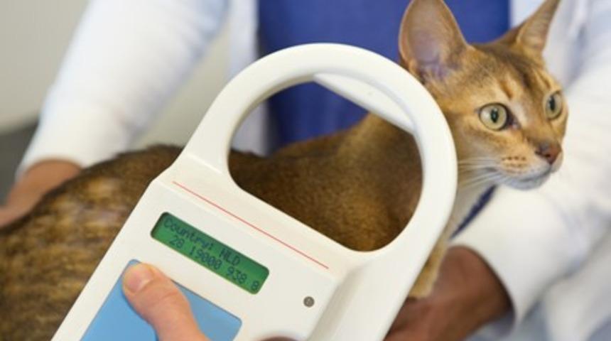 Evcil hayvanlara çip taktırma süresi uzatılacak mı? Evcil hayvanı olanlar dikkat: 31 Aralık 2022 son gün!