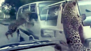 Leopar dehşeti! Kampüse girip çevredekilere saldırdı