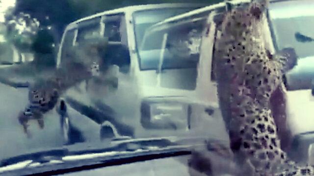 Leopar dehşeti! Kampüse girip çevredekilere saldırdı