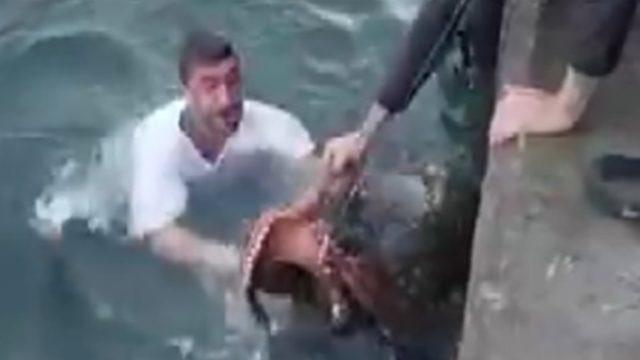 Balıkçının denizdeki halleri viral oldu! Kilosu 6'dan fazla... 2 bin 250 liraya satıyor