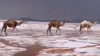 Soğuk ve yağışlı hava Arap Yarımadası'nı esir aldı! Çöle kar yağdı