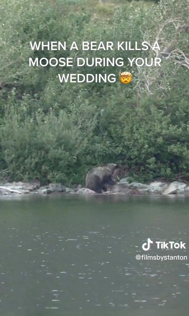 wedding-bear-moose-01