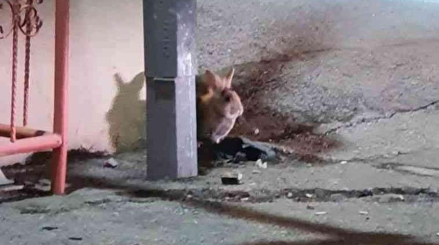 Eskişehir’de kent merkezinde görülen tavşan şaşırttı