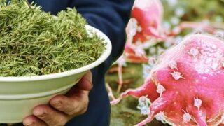 Hayat iksiri olarak görülüyor! Kötü huylu tümörleri %85 oranında küçültüyor 