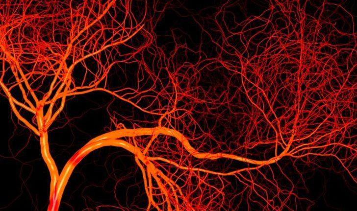 Vücudumuzdaki damarlar toplamda kaç  km’dir?