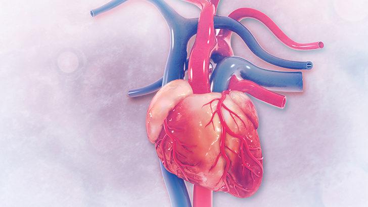 Aort damarı vücudumuzun neresinden çıkar ve vücuda dağılır?