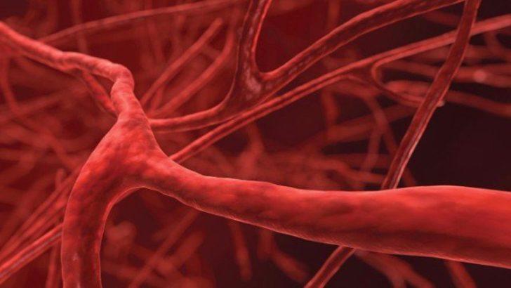 Vücudumuzda kaç çeşit damar vardır?