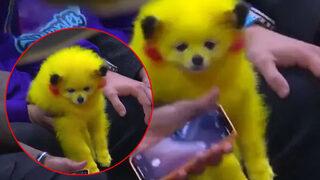 Bir gören bir daha baktı! Köpeğini boyayıp çizgi film karakterine çevirdi... Sosyal medyadan tepki yağdı