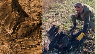 Bin kilometre uçup Türkiye'ye gelmişti... Uydu vericili kara akbaba, Çatalca'da silahla öldürüldü