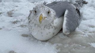 Kar fırtınası sonrasında buzda sıkışan martıları böyle kurtardılar