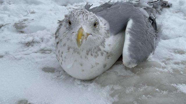 Kar fırtınası sonrasında buzda sıkışan martıları böyle kurtardılar