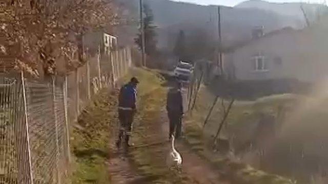 Sayaç okumak için eve giden personel, kaz saldırısı sonucu neye uğradığını şaşırdı