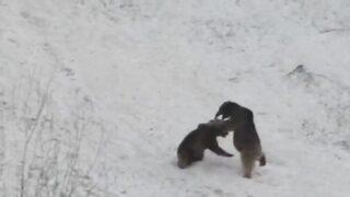 Bozayıların kayak ve oyun keyfi gülümsetti