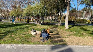 Diyarbakır’da bir vatandaş, başını sokak köpeğine yaslayarak uyudu... O anlar kamerada