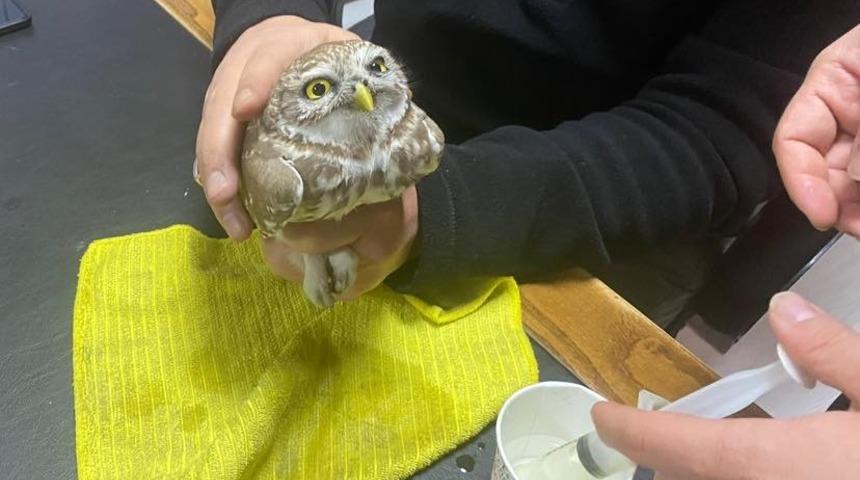 Iğdır’da soğuktan bitkin düşen kukumav kuşu tedavi altına alındı