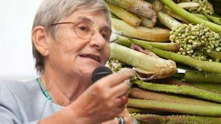 Prof. Dr. Canan Karatay'ın tavsiyesi bilim tarafından doğrulandı! Dünyanın en sağlıklı bitkisi...