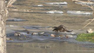 Kars’ta görüntülendi! Nesli tükenme tehlikesi altında...